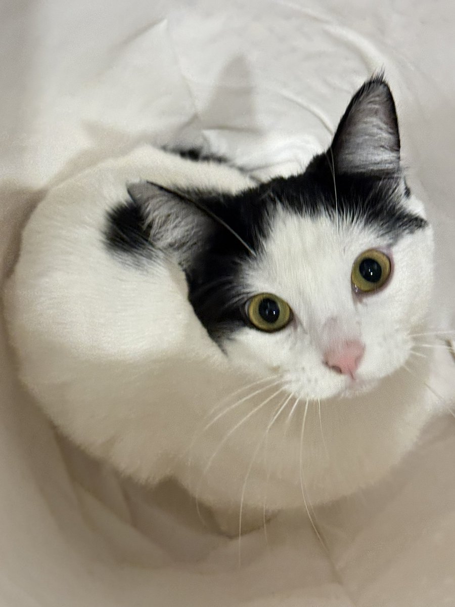 CottontailVA 🐰💋 tweet media