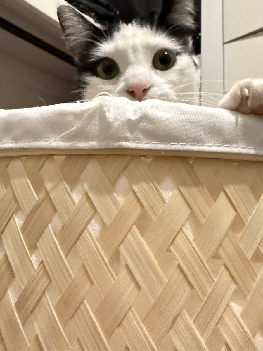 CottontailVA 🐰💋 tweet media