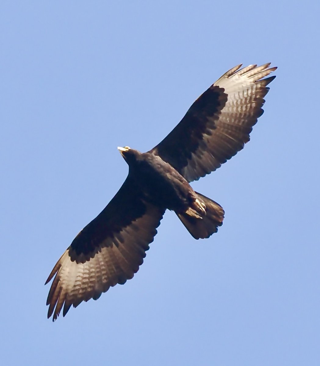 Merseybirders's tweet photo. Oman is full of different raptors, the commonest this year was Eastern Imperial Eagle #Oman https://t.co/z79k8RhG3l