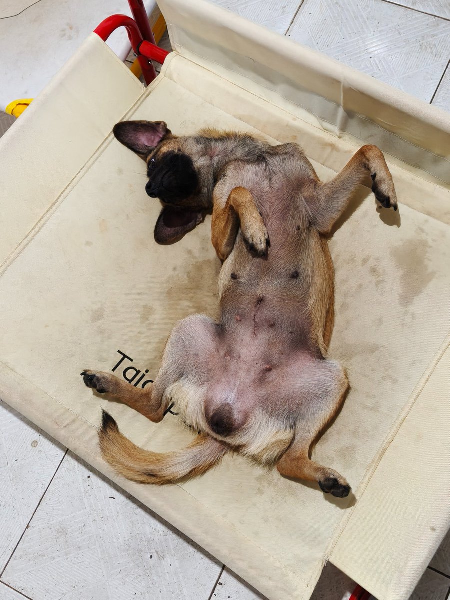 ali Rafania tweet media