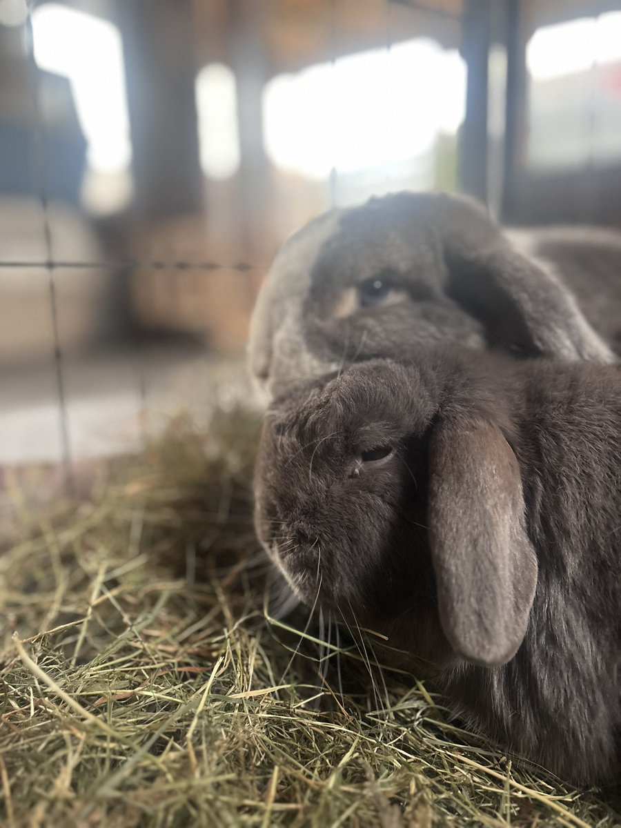 Carrot Cottage Rabbit Rescue tweet media