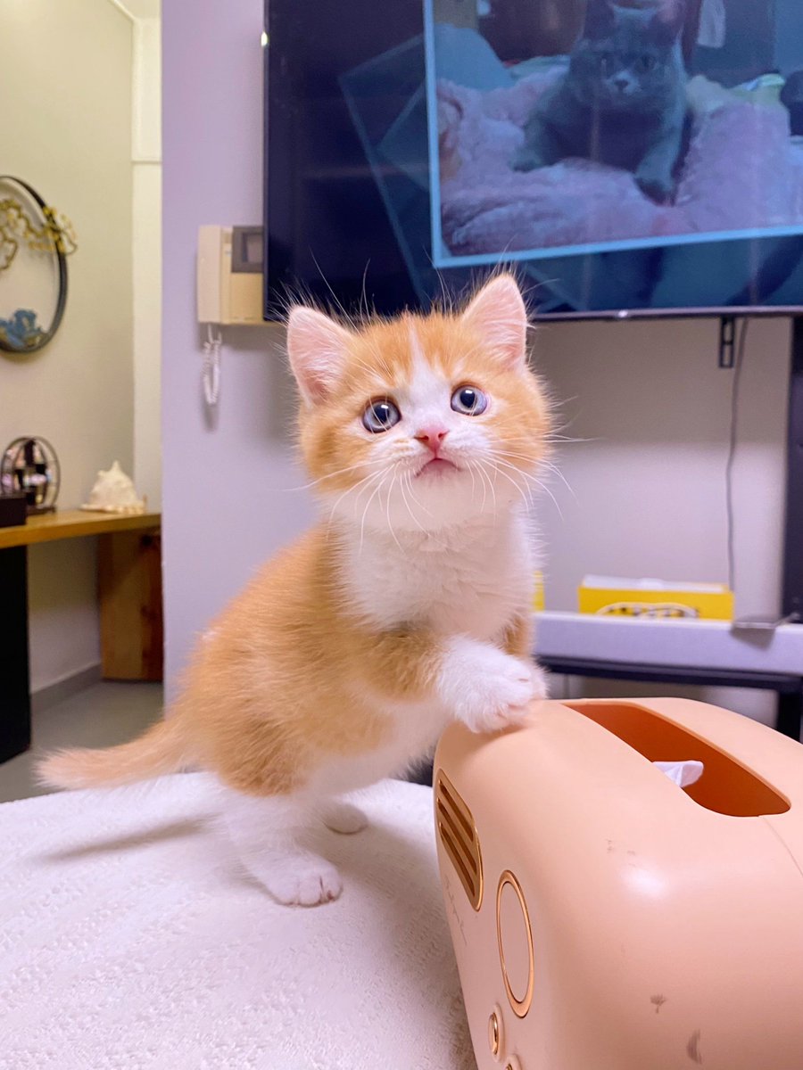 Jan Carpenter tweet media