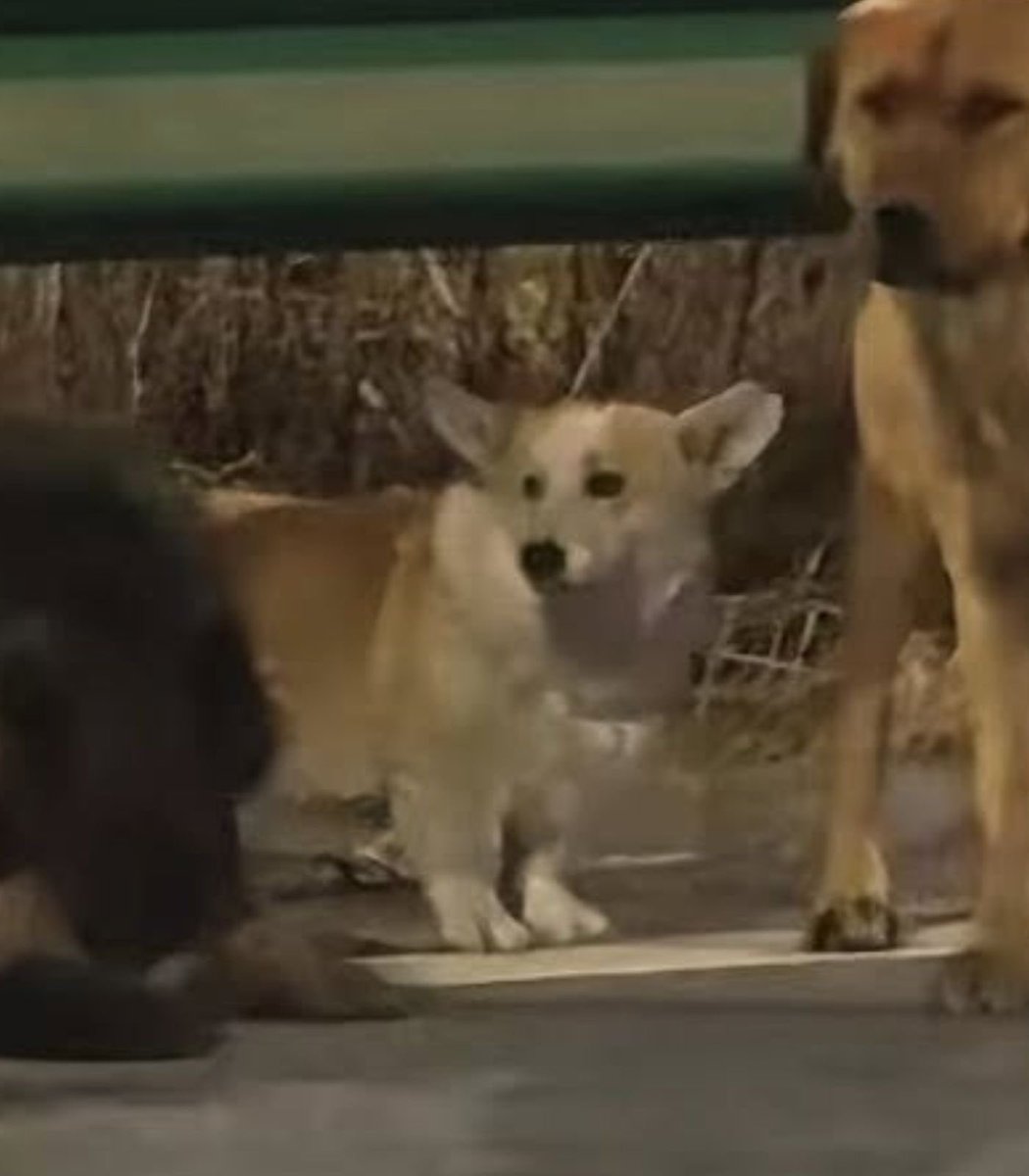 earthcurated's tweet image. Seven stolen dogs have gone viral after pulling off an incredible escape and finding their way home.

The group—led by a determined corgi—reportedly travelled around 17 km together, crossing highways and fields to reunite with their owners 🐾