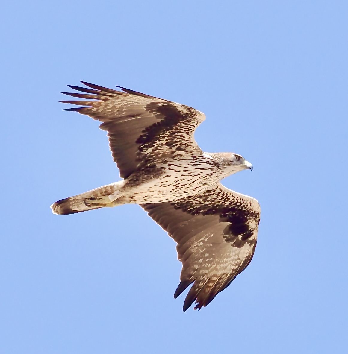 Merseybirders's tweet photo. Oman is full of different raptors, the commonest this year was Eastern Imperial Eagle #Oman https://t.co/z79k8RhG3l