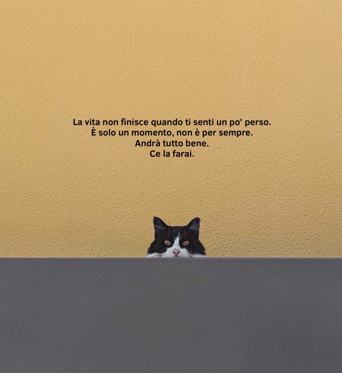 Milo⁷✨ tweet media