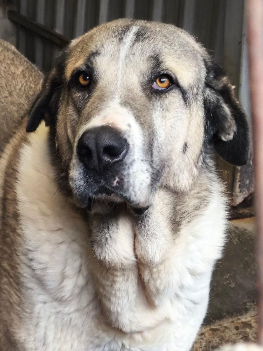 Está en una terrible perrera en Valladolid 😞
Dos veces le han intentado adoptar gentes miserables para guardar sus mierdas, por no gastarse en una alarma ‼️😡
Sigue en la perrera con una tristeza increíble, una criatura inocente que por no ser un perro pequeño en un país de