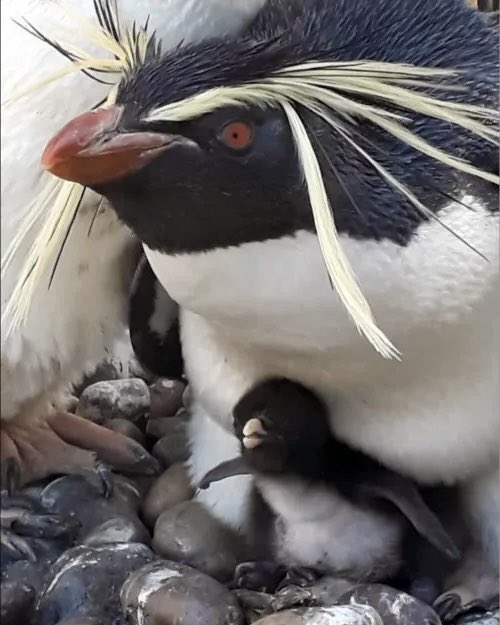 Penguins as Penguins tweet media