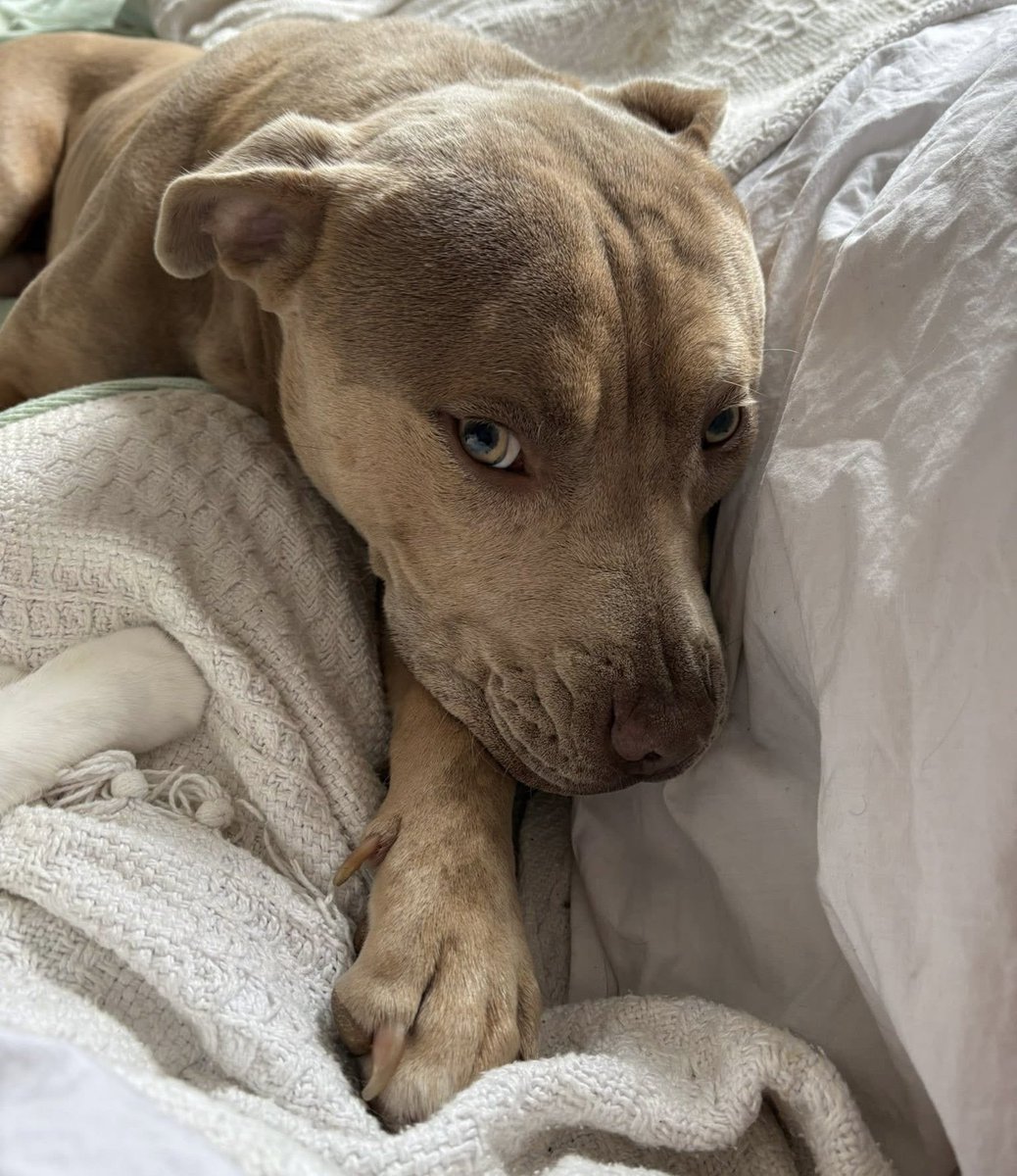 chris towers tweet media