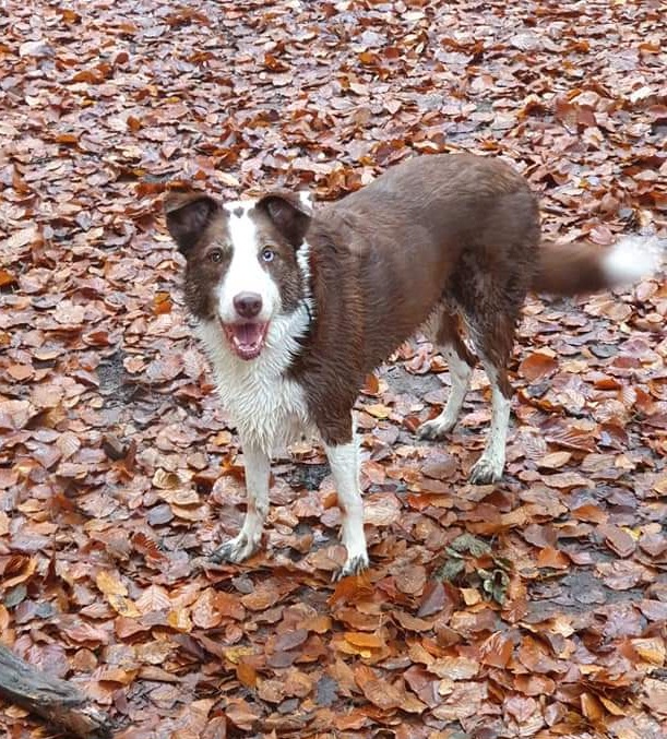 PROTECT ALL WILDLIFE tweet media