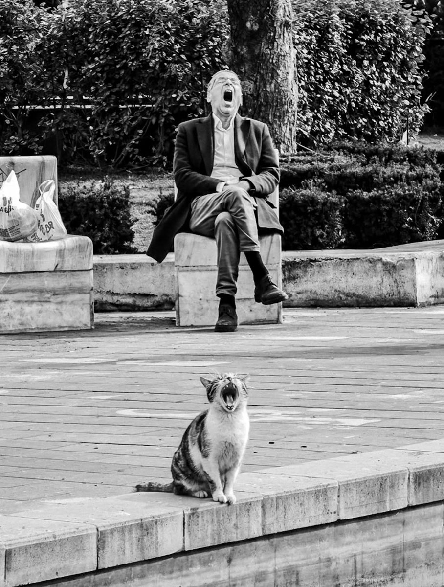 Unica14177579's tweet image. Monday already got us like this !
🥱😂🐱
 
#monday #MondayMood #MondayVibes #cats #funny