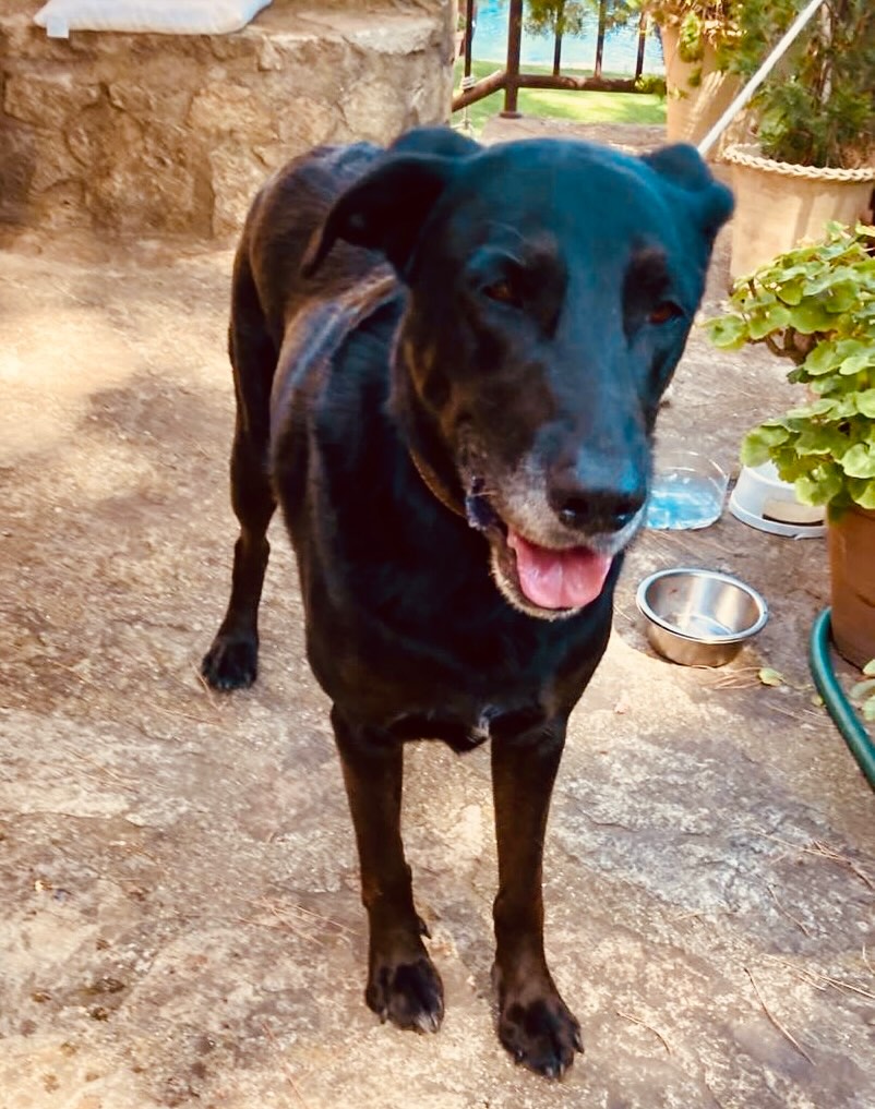 SOS Abuelos tweet media