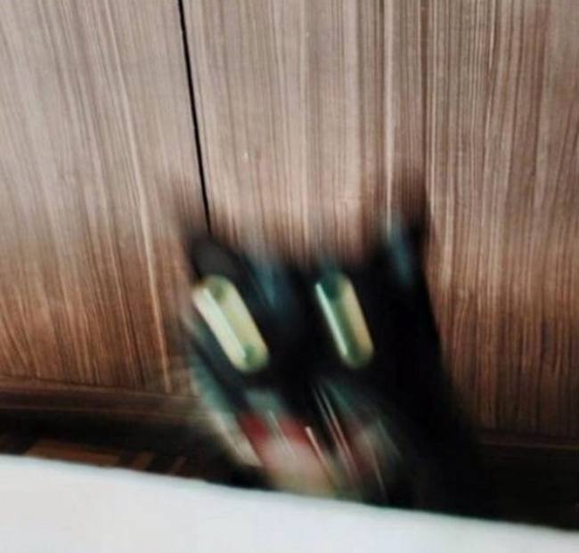 super nice cat tweet media