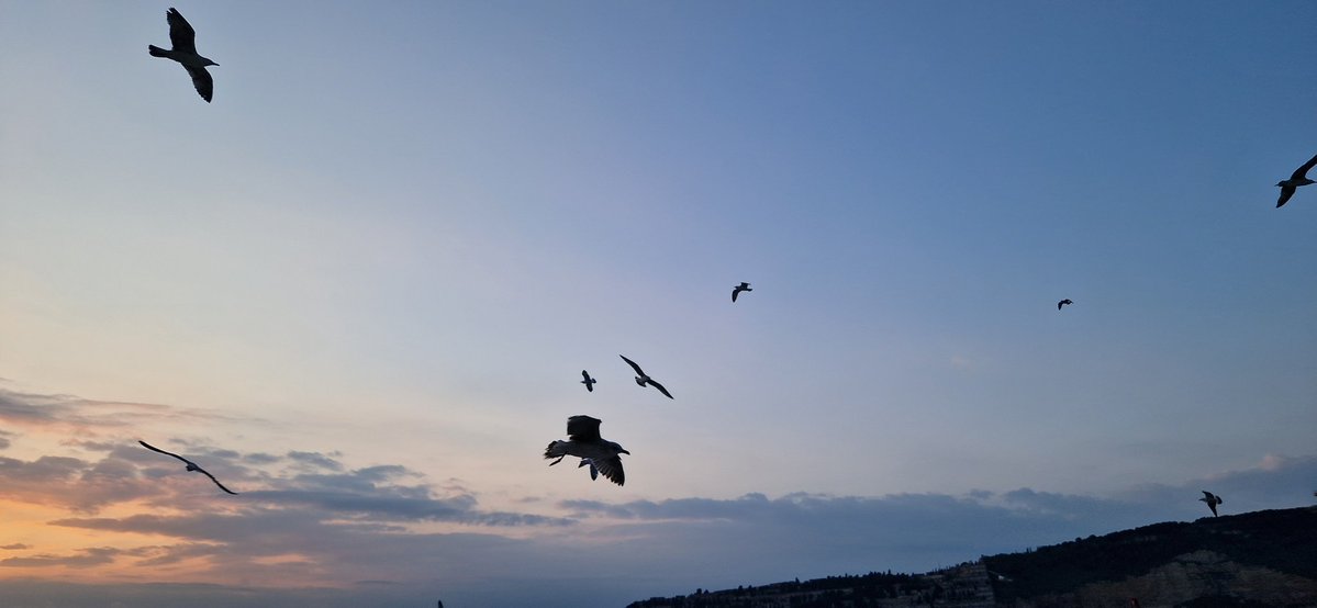 Rosie🌈 and Rollo🌈 🏴󠁧󠁢󠁳󠁣󠁴󠁿 🇪🇺 tweet media