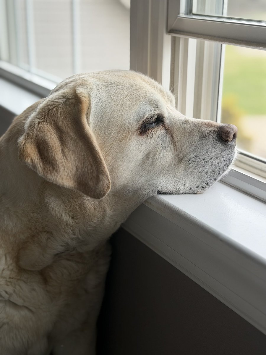 xvermonter61's tweet image. The weather roller coaster continues, snow/rain this morning, but things are looking up! Happy Monday! #DogsofTwitter #MondayMood