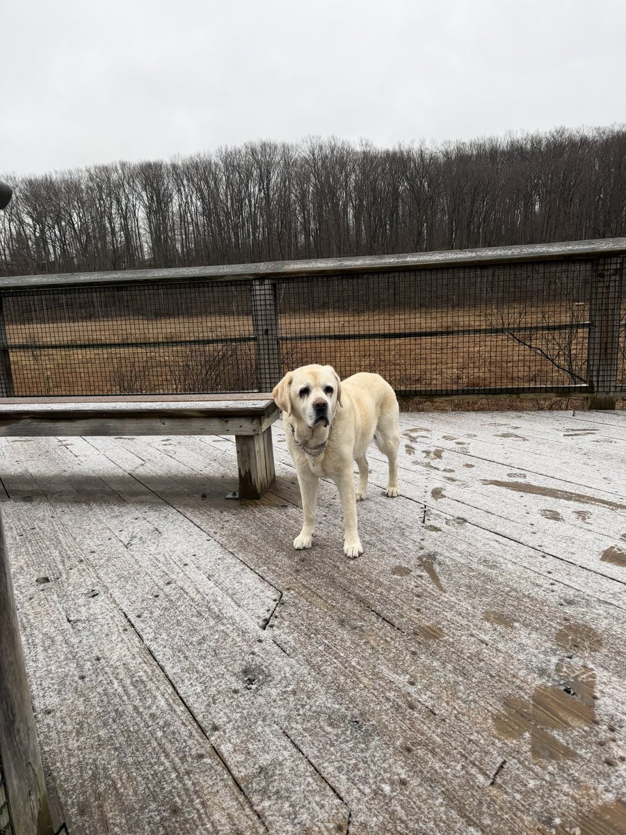 xvermonter61's tweet image. The weather roller coaster continues, snow/rain this morning, but things are looking up! Happy Monday! #DogsofTwitter #MondayMood
