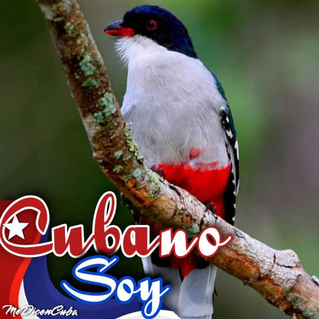 Así soy CUBANO 100%.
#PorLasTunasLaVictoria
#SomosINRH