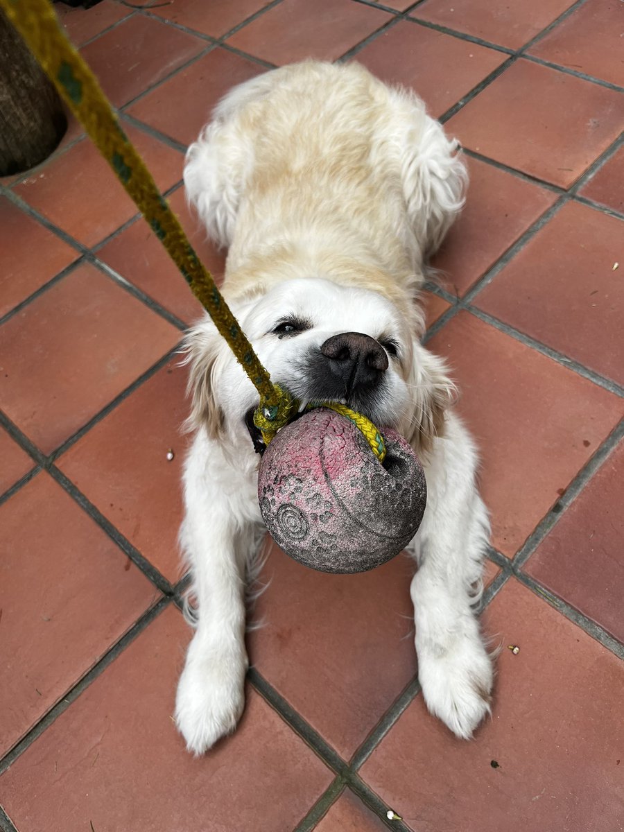 aliiserra tweet media