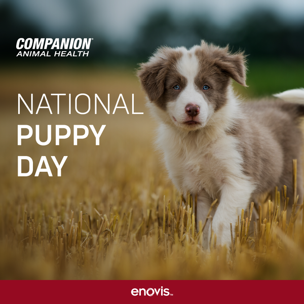 Companion Animal Health tweet media