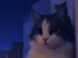 oofbi_gremlin tweet media