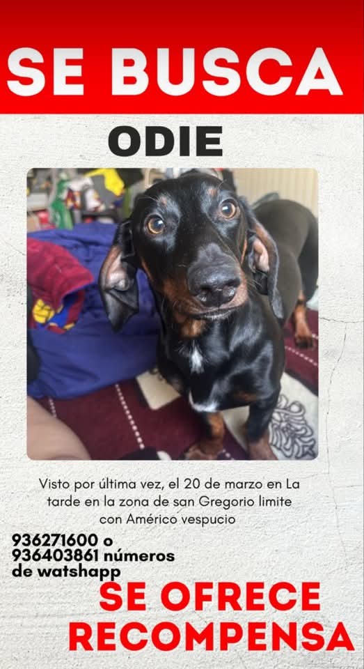 Atención #Santiago buscan a Odie
 Favor RT! Gracias