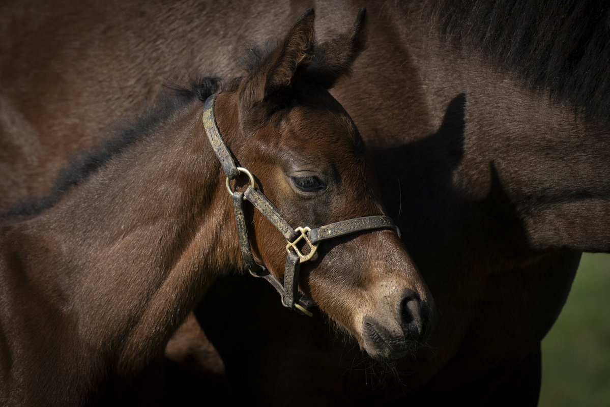 Newsells Park Stud tweet media