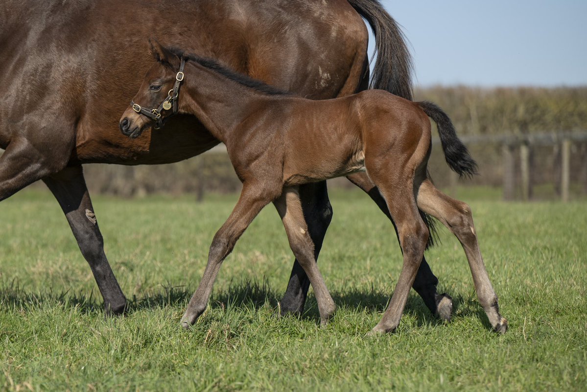 Newsells Park Stud tweet media