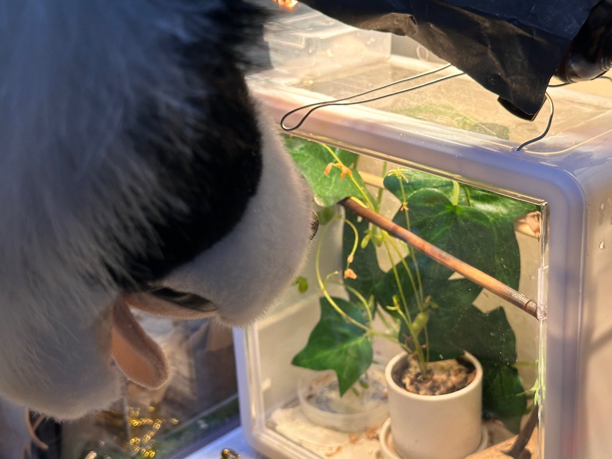 ꧁༒Леопольд༒꧂ tweet media