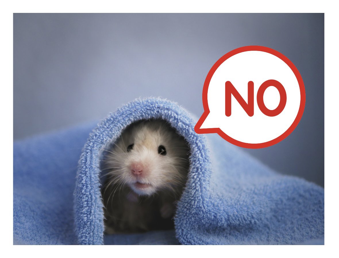 햄키즈무🍄‍🟫 tweet media