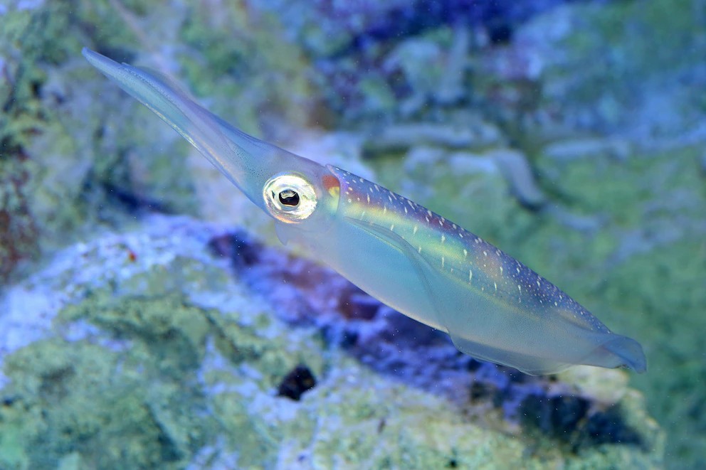 NotShinyPiprup🔩 tweet media