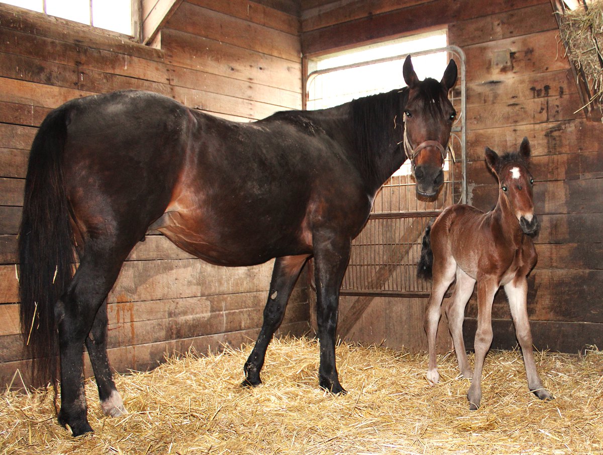 Hanover Shoe Farms tweet media