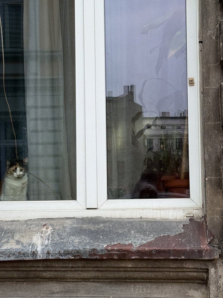 Ирена Карпаччо tweet media