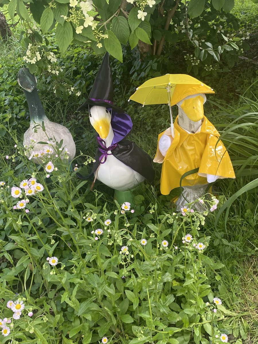 StreetLevelGardener tweet media