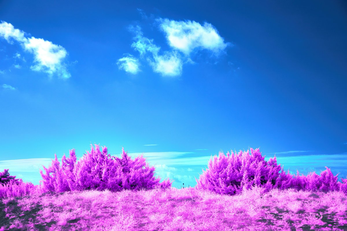 coldepic0's tweet image. Seeing things through a different filter today. 🌸🌍 #Aesthetic #VisualArt