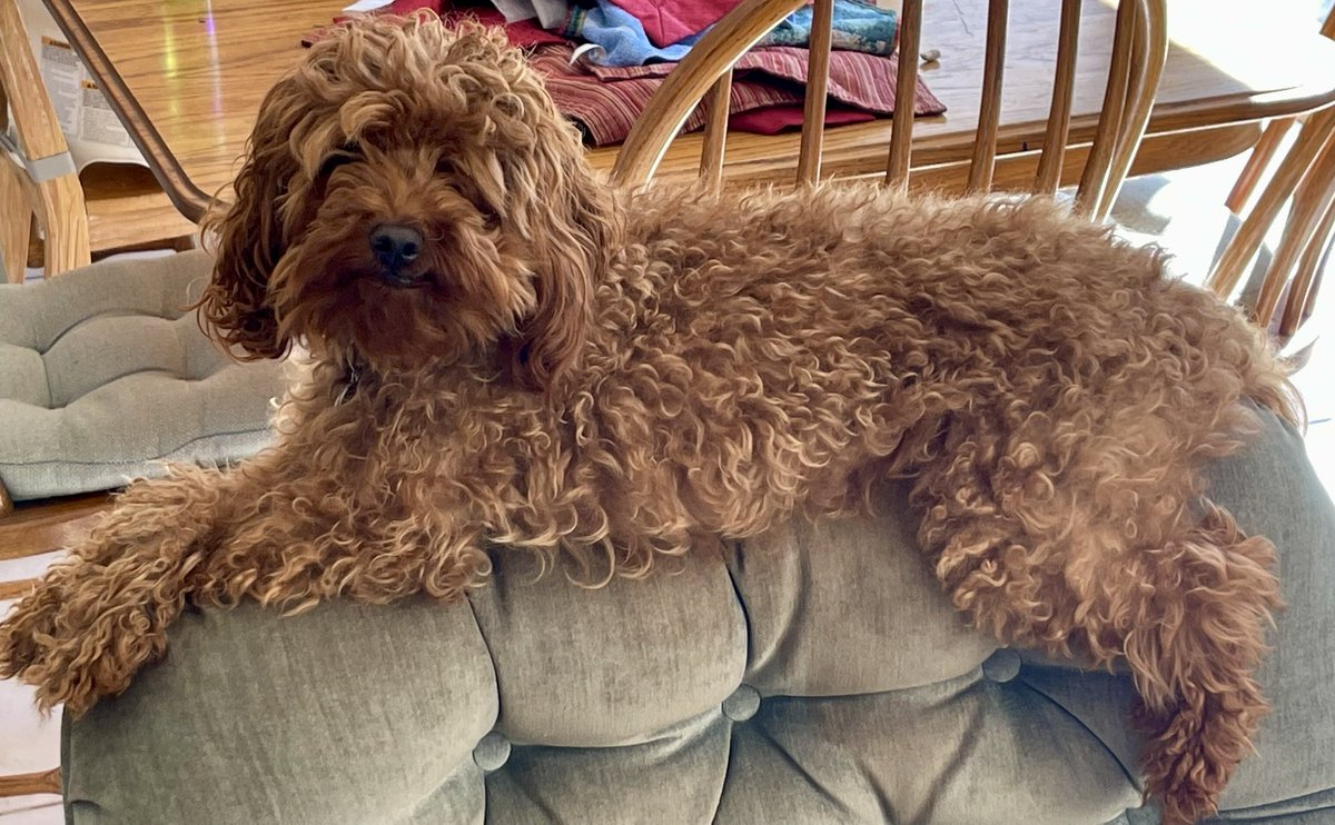 Ivy at rest. ✌️