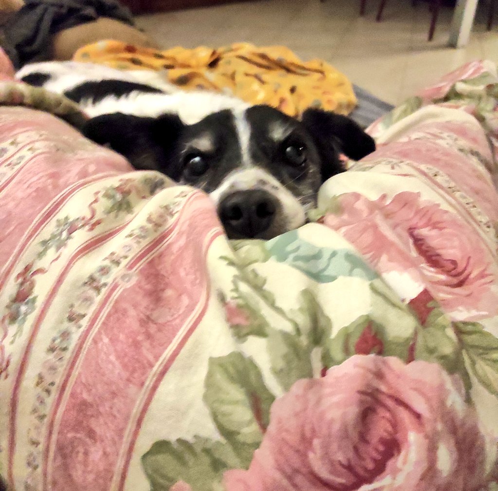 𝑪𝒉𝒆𝑺𝒕𝒊𝒛𝒛𝒂 🦉 tweet media