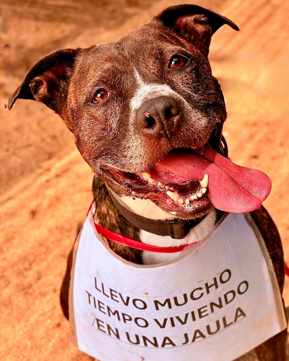 SOS Abuelos tweet media