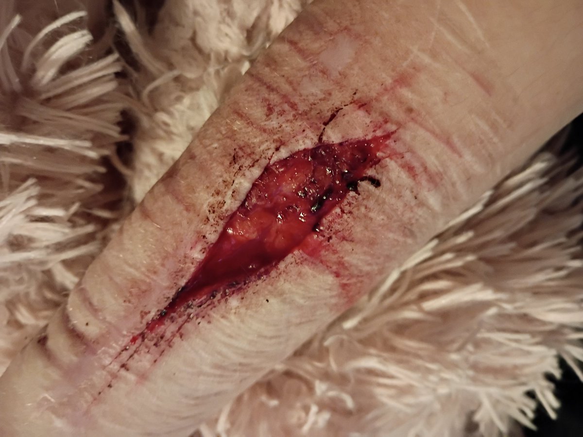 emily of shedtwt tweet media