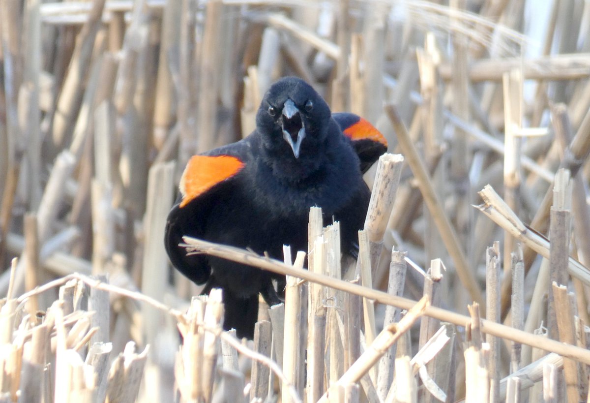 AngelJas tweet media