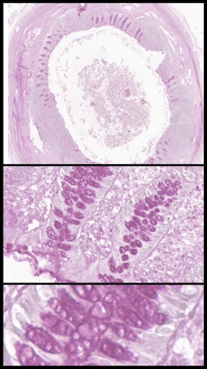 Microscopio Virtual tweet media