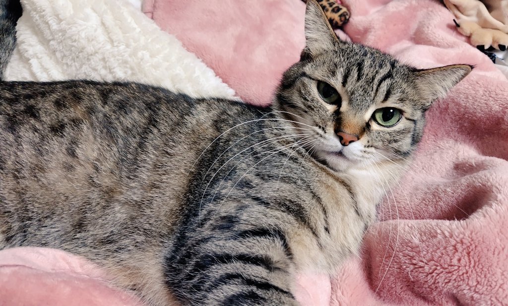 ゴロー🐾 tweet media