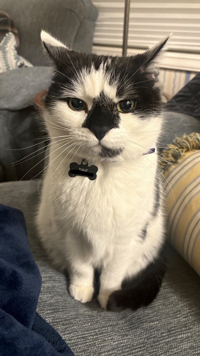 emily bengaltiger 🐱❤️‍🔥 tweet media