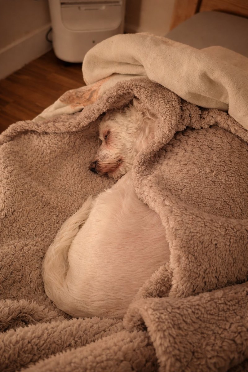 Saving Strays 🐾🐶🐕 tweet media