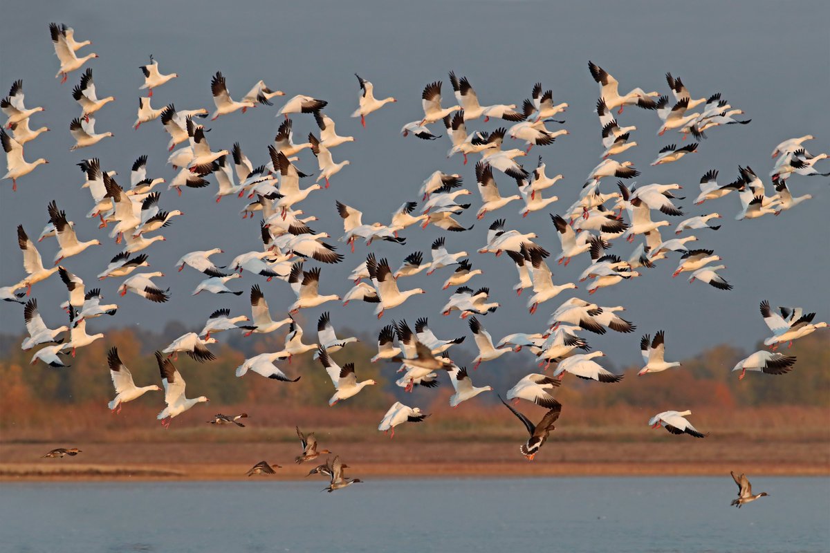 RiceNews's tweet photo. The ducks in this frame depend on flooded rice to build fat for migration. Below 300,000 planted acres, they're flying 8+ km just to find food by late January. Above 500,000, they stay fed through winter. The acreage is the difference. #RiceFootprint https://t.co/tjLfigk8Is