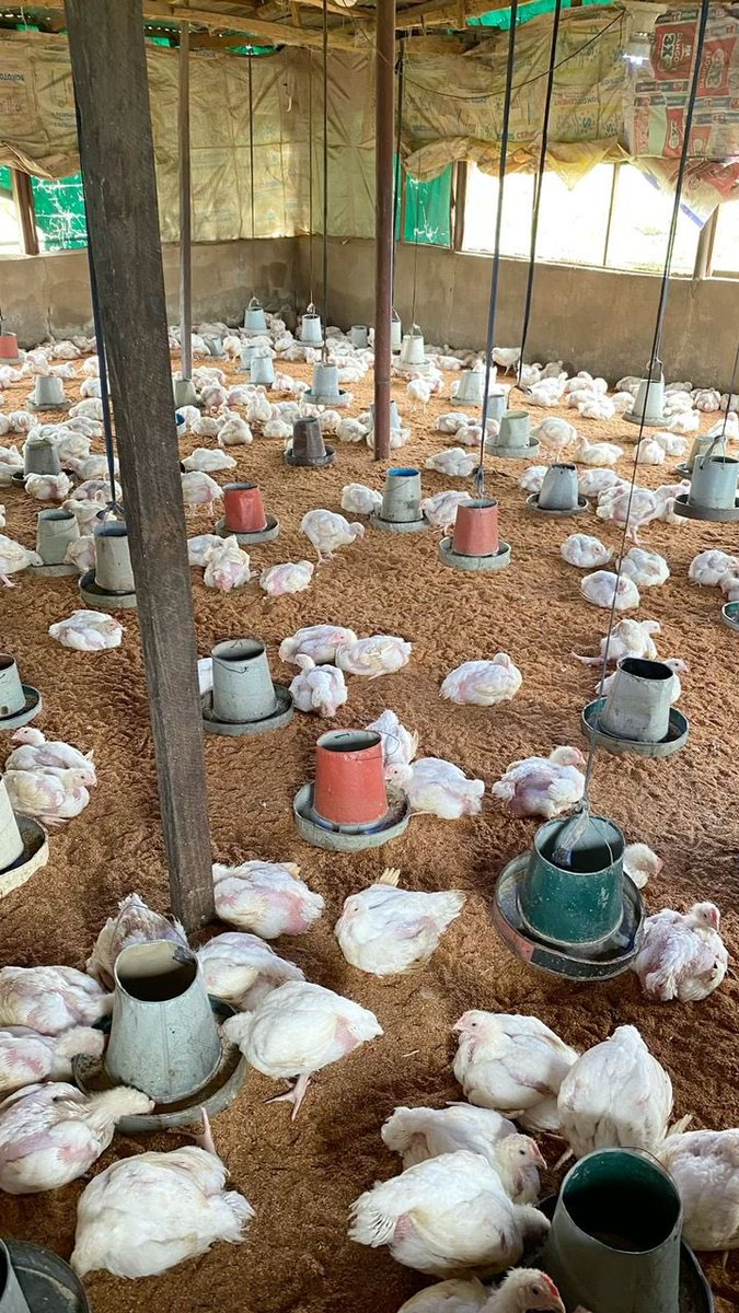 𝓞𝓶𝓪 🎀 tweet media