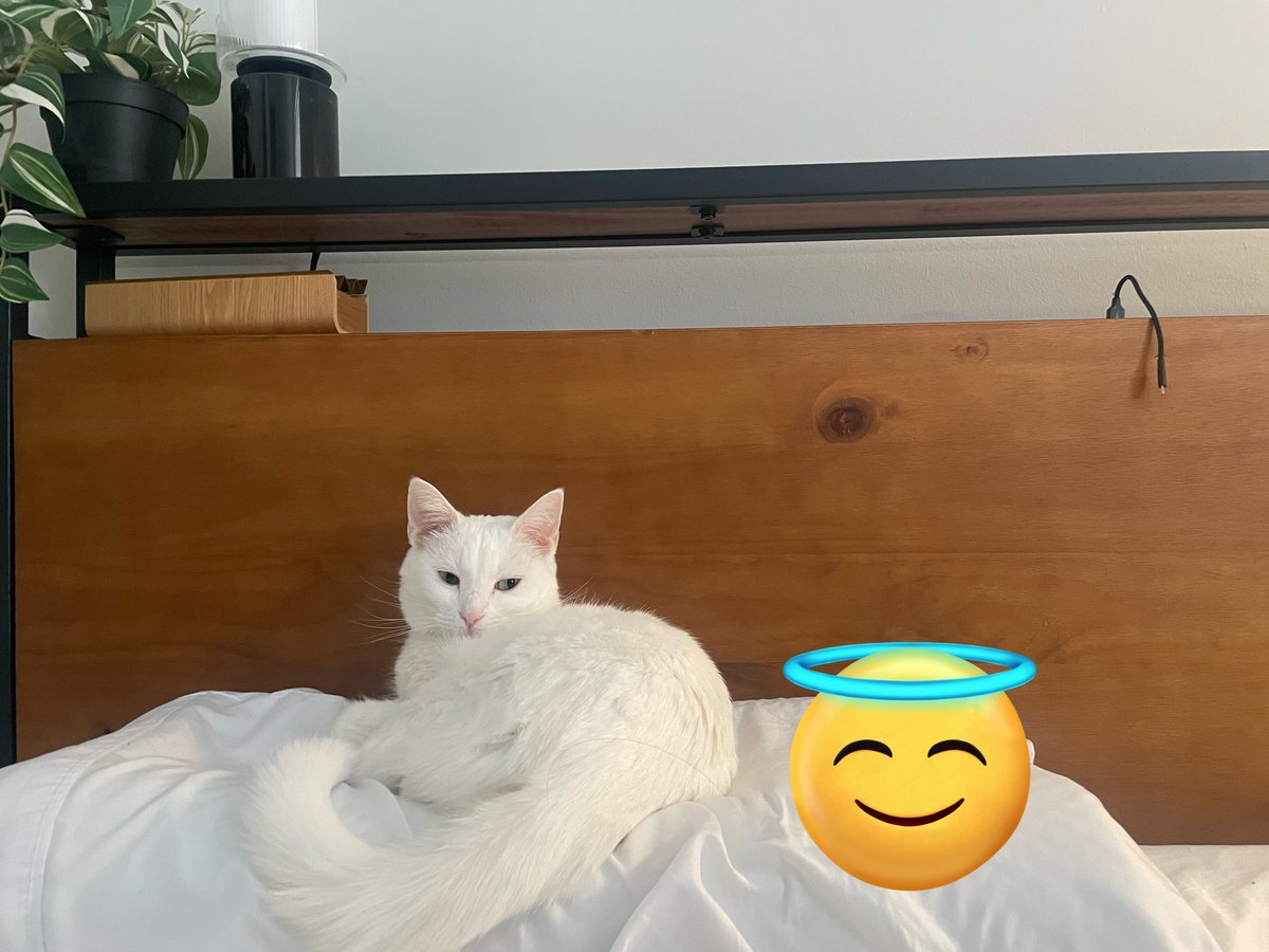 ニンゲンは右端で首を硬直させて寝てる、枕はネコチャンのもの、この世の全てはネコチャンのもの