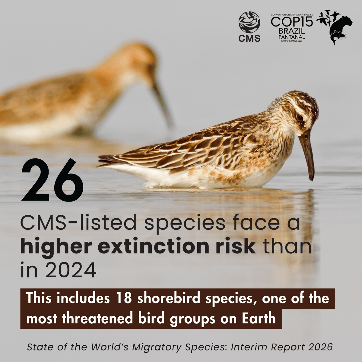 Convention on Migratory Species (CMS) tweet media