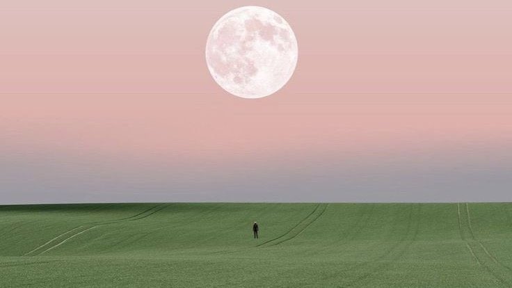 blossom. tweet media