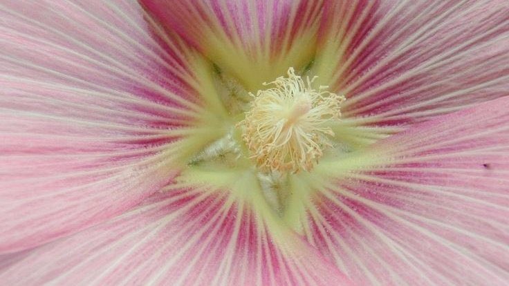 blossom. tweet media