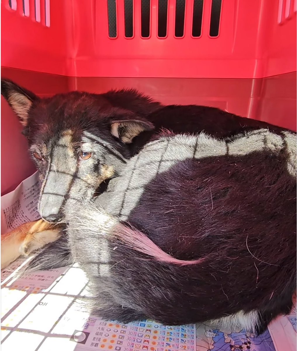 ヘタレ福祉職員@痛恨のヤメルヤメル詐欺 tweet media