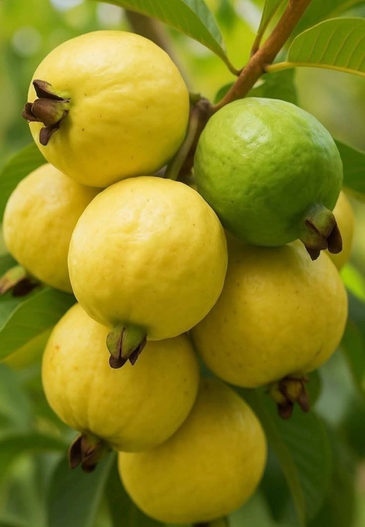 Fruitvibes5566 tweet media